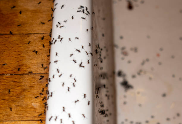 Best Affordable Pest Control Services  in Hawaiian Paradise Park, HI