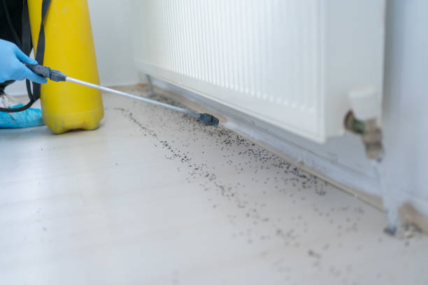Best Flea Control Services  in Hawaiian Paradise Park, HI