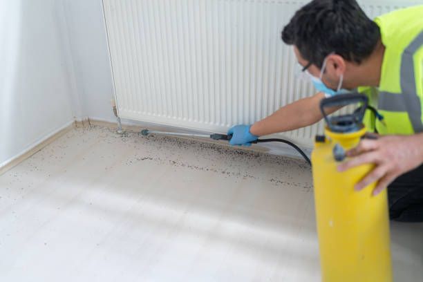 Best Wasp Removal Services  in Hawaiian Paradise Park, HI